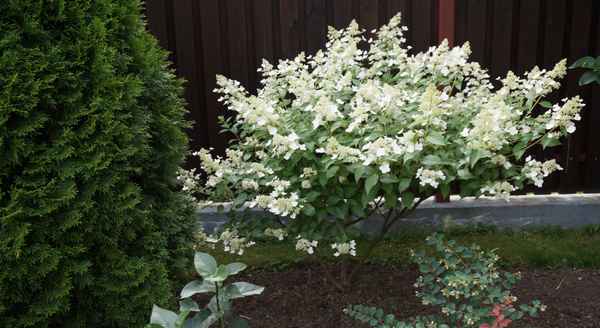 Выращивание и применение гортензии Киушу