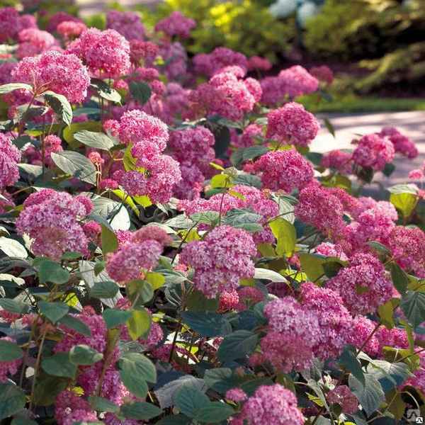 Описание и хаpaктеристики гортензии Пинк Пинкушен