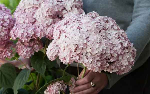 Особенности и хаpaктеристики гортензии Кендибелль Лоллипоп