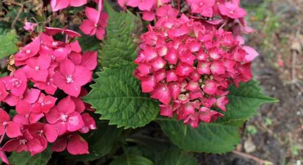 Описание гортензии сорта Leuchtfeuer (Лёйхфейер) и особенности её выращивания