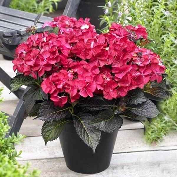 Всё о гортензии Ред Энджел