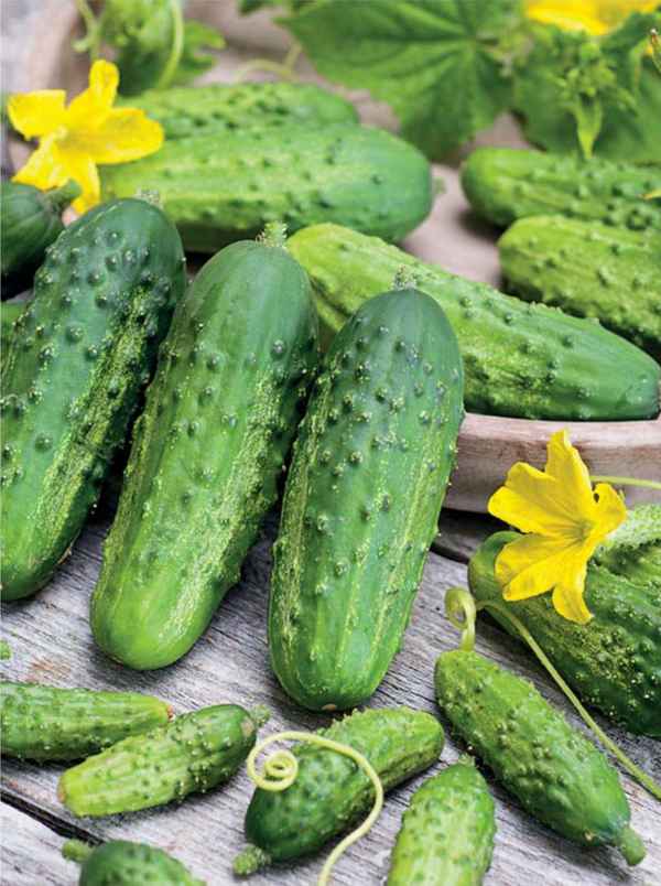 Огурец Гектор F1: описание сорта и особенности выращивания