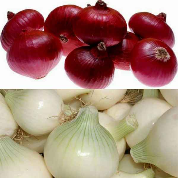 Красный лук: польза и вред, отличие от обычного