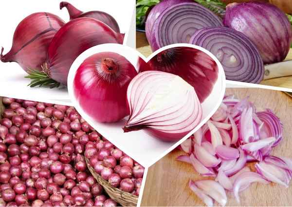 Фиолетовый лук: польза и вред, отличие от обычного