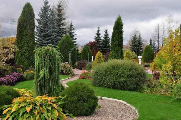 Туя в ландшафтном дизайне