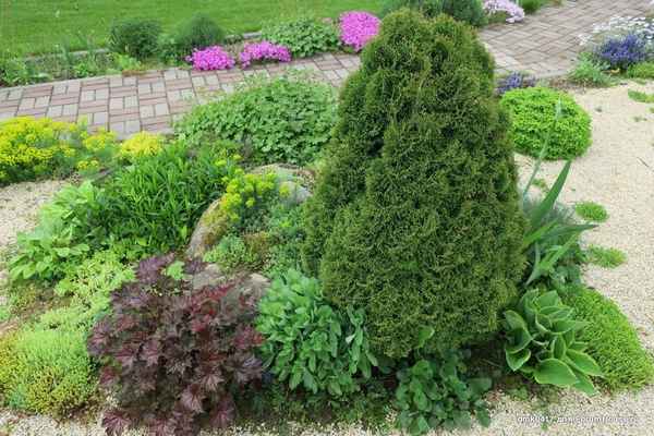 Описание туи западной Мики, её посадка и уход