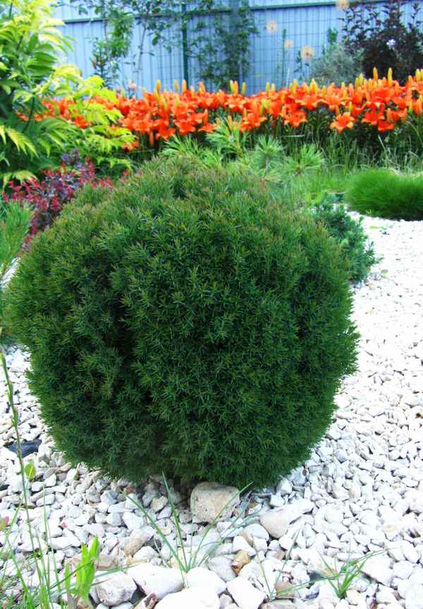 Применение, посадка и уход за западной туей Тедди