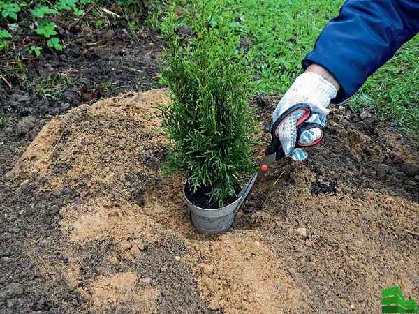 Выращивание, посадка и уход за туей в Сибири