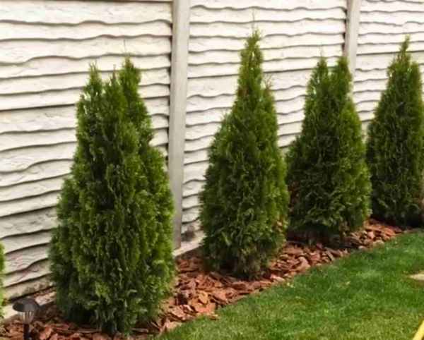 Долго ли растёт туя и какой её вид растёт быстрее всех