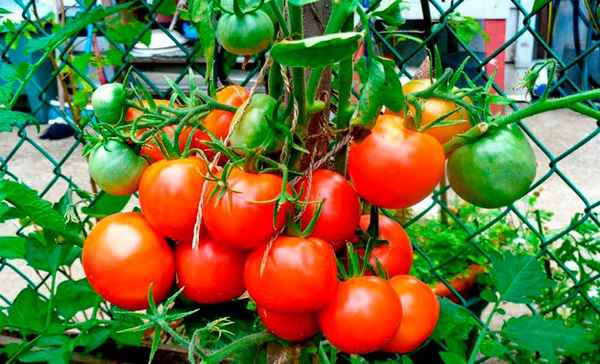 Помидоры Лакомка: описание, агротехника выращивания