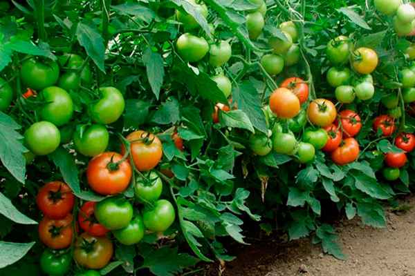 Помидоры «Торбей»: описание, агротехника выращивания