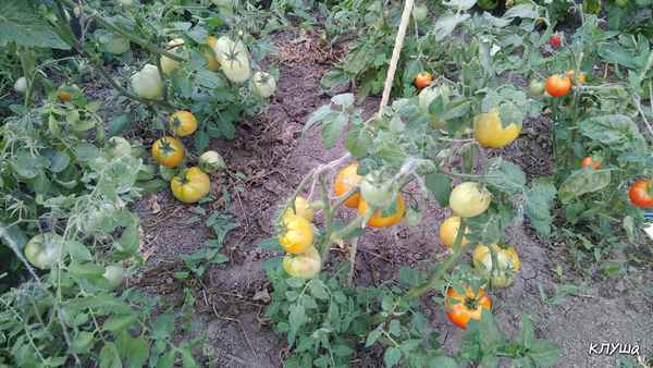 Помидоры «Клуша»: описание сорта, агротехника выращивания