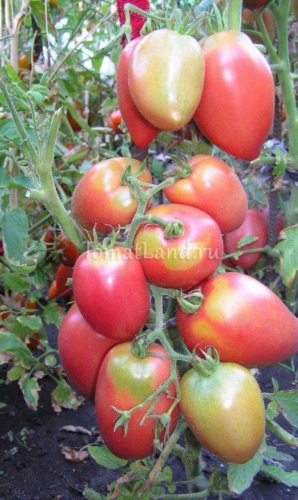 Помидоры «Розовая Стелла»: описание, агротехника выращивания