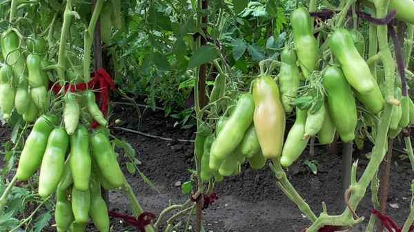 Особенности выращивания томата Казанова