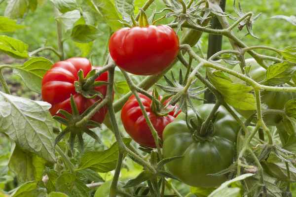 Томат Рапсодия F1: хаpaктеристика и особенности выращивания