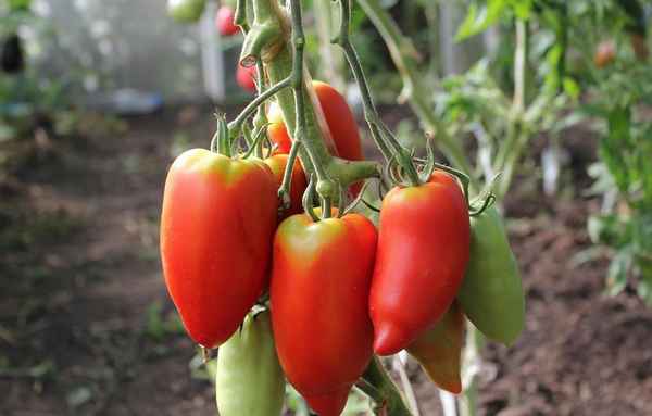 Томат Корнабель F1: описание сорта и особенности выращивания