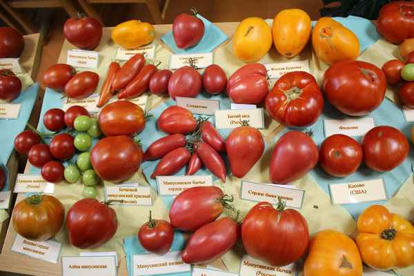 Cорта «Минусинских» томатов