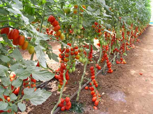 Помидоры «Паленка»: описание, агротехника выращивания