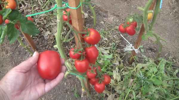 Помидор «Великосветский F1»: описание, агротехника выращивания