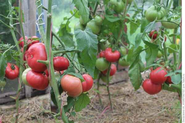 Томат «Чудо земли»: описание и урожайность сорта, особенности выращивания и ухода