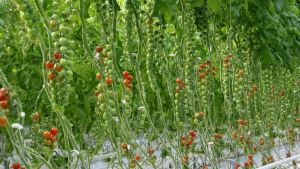 Помидоры «Рапунцель»: описание сорта, агротехника выращивания