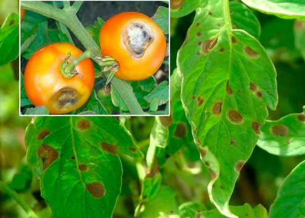 Белые пятна на томатах в теплице: причины и методы избавления, профилактика