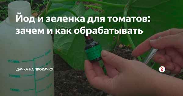 Для чего и как правильно обpaбатывать томаты зелёнкой
