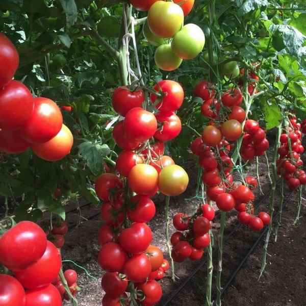 Помидоры «Благовест»: описание, агротехника выращивания