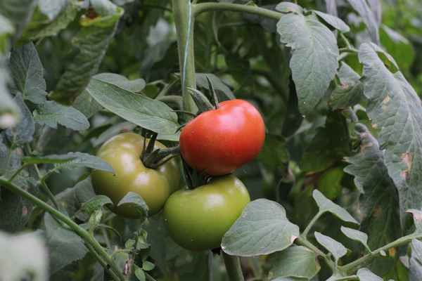 Помидоры «Линда»: описание, агротехника выращивания