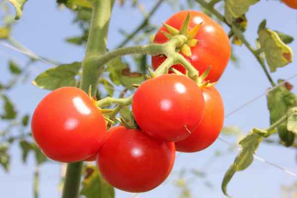 Помидоры «Взрыв»: описание, агротехника выращивания