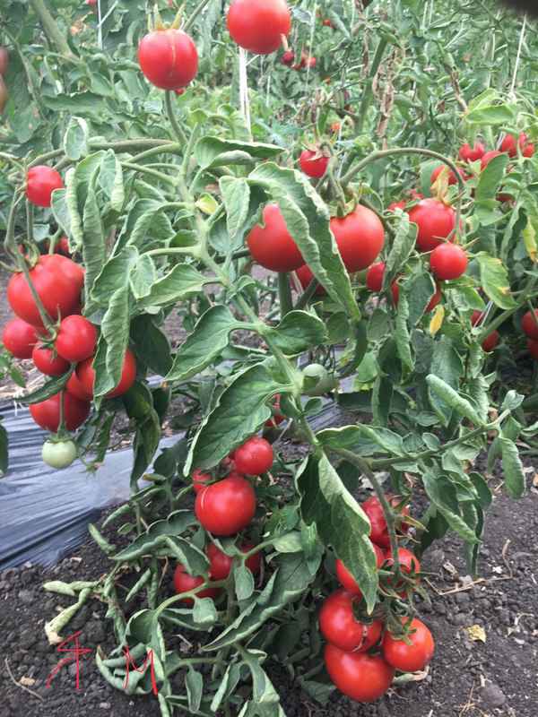 Помидоры «Ямал»: описание, агротехника выращивания