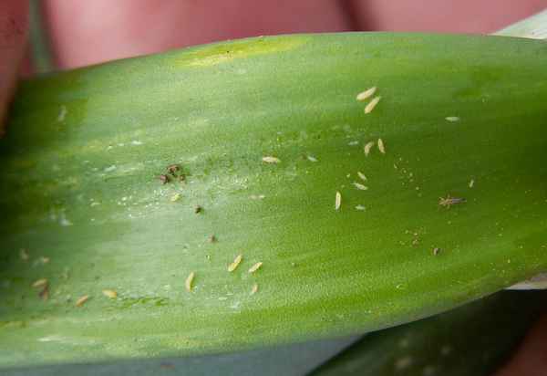 Вредители орхидей и борьба с ними