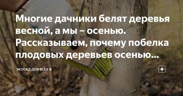 Знакомый дачник сказал, что не рекомендует белить деревья и рассказал, почему: я задумалась
