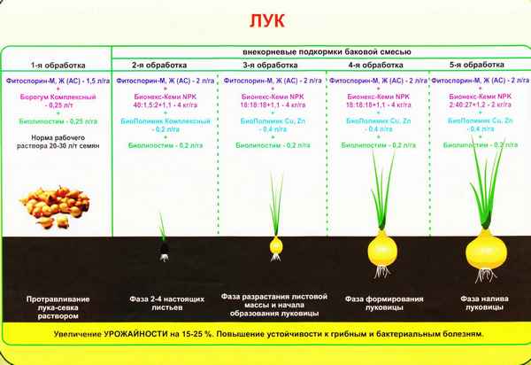 Особенности подкормки репчатого лука весной