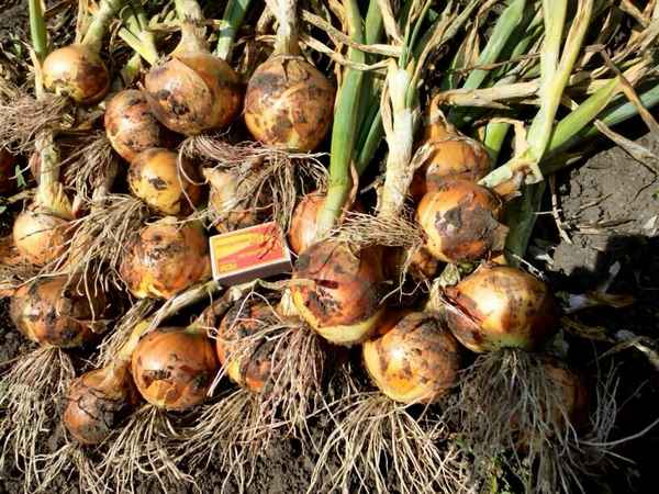 Особенности выращивания и ухода за луком Олина