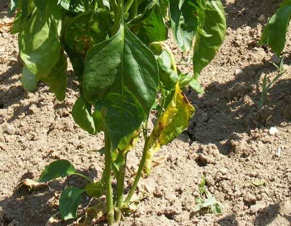 Что делать, если листья у перцев в теплице вянут?
