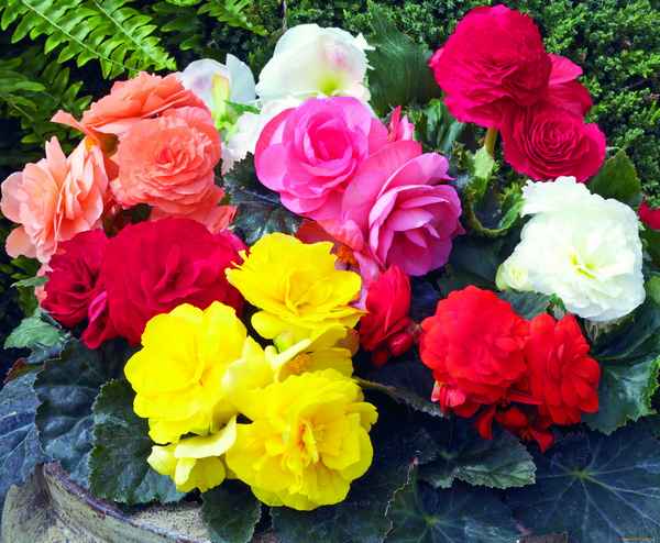 Бегонии клубневые