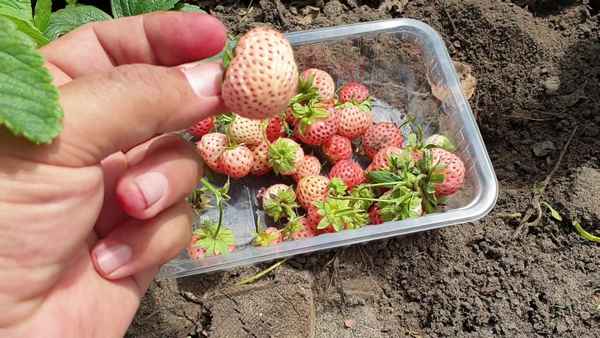 Особенности посадки и ухода за сортом клубники Ананасная