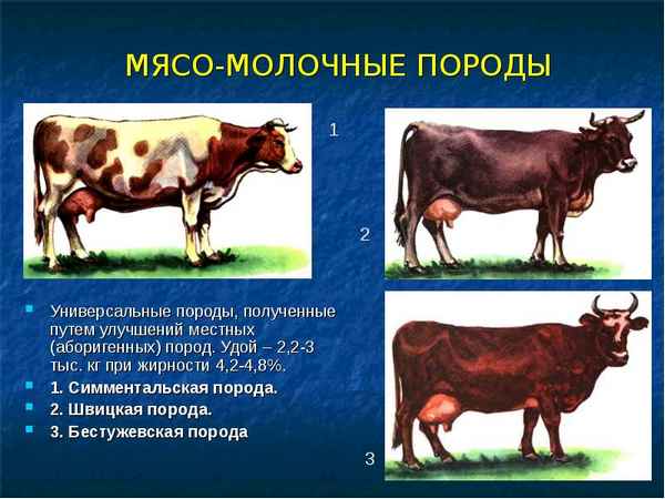 Мясо-молочные породы КРС