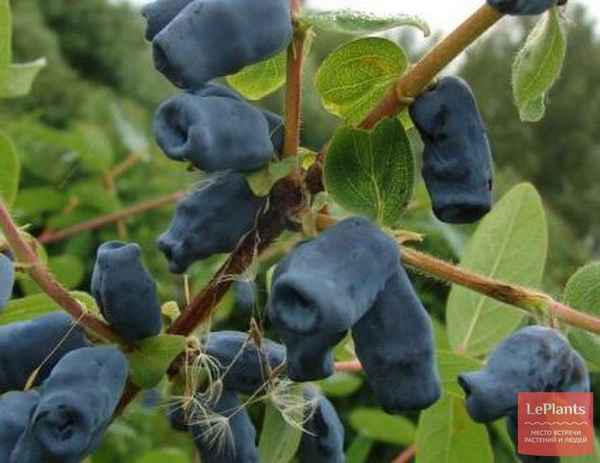 Жимолость съедобная Труженица — хаpaктеристики, особенности