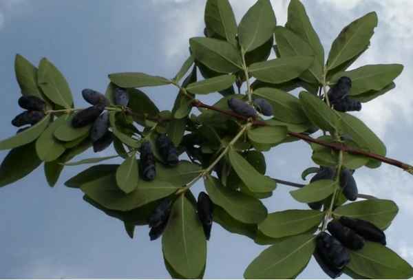 Съедобная жимолость Стрежевчанка — особенности и хаpaктеристики