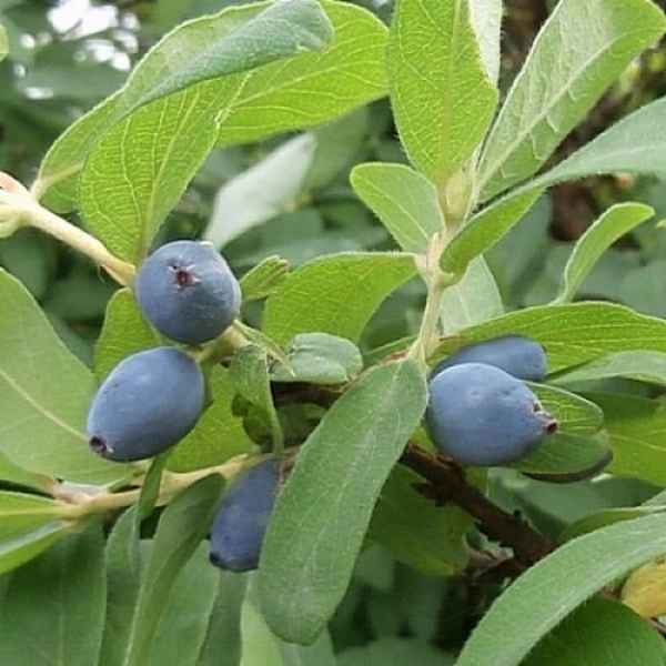 Съедобная жимолость Старт: особенности и хаpaктеристики