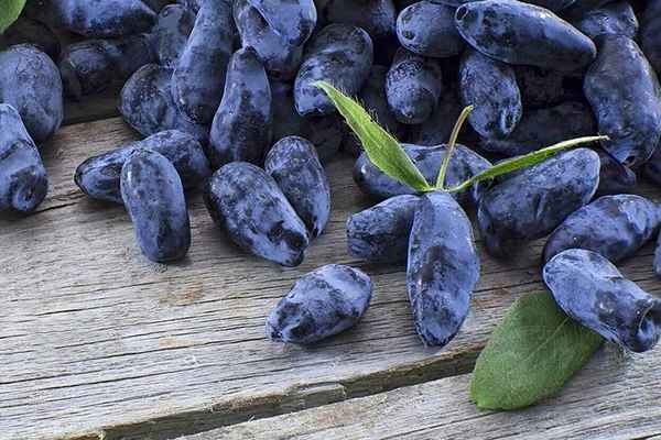 Съедобная жимолость Деликатес — основные хаpaктеристики сорта