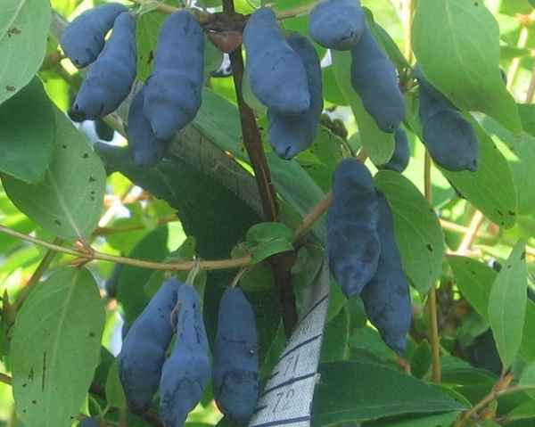 Жимолость съедобная Сибирячка — особенности и хаpaктеристики