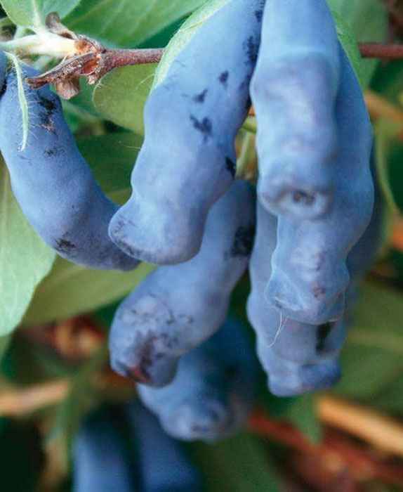 Жимолость Лебёдушка: хаpaктеристика и особенности выращивания