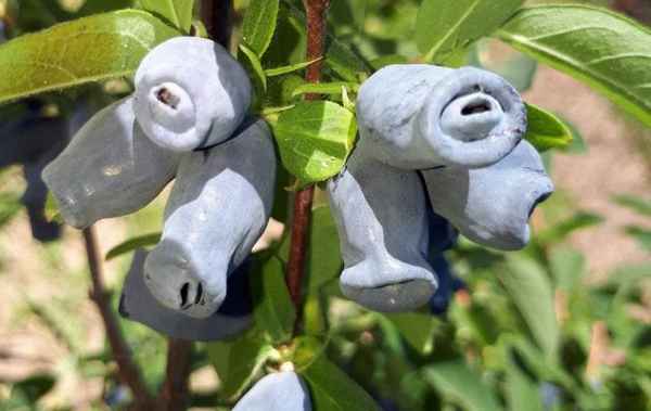 Съедобная жимолость сорта Зинри: основные хаpaктеристики