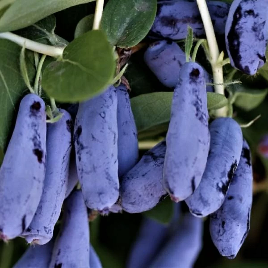 Жимолость съедобная — Гордость Бакчара