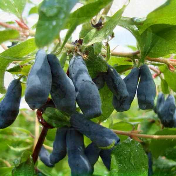 Жимолость съедобная Васюганская: основные хаpaктеристики