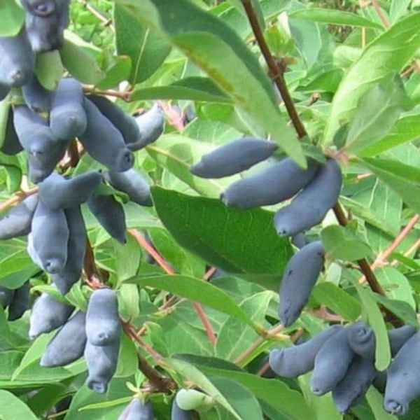 Жимолость съедобная Гжелка: основные хаpaктеристики