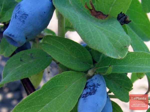 Жимолость Шахиня: хаpaктеристики сорта и особенности выращивания